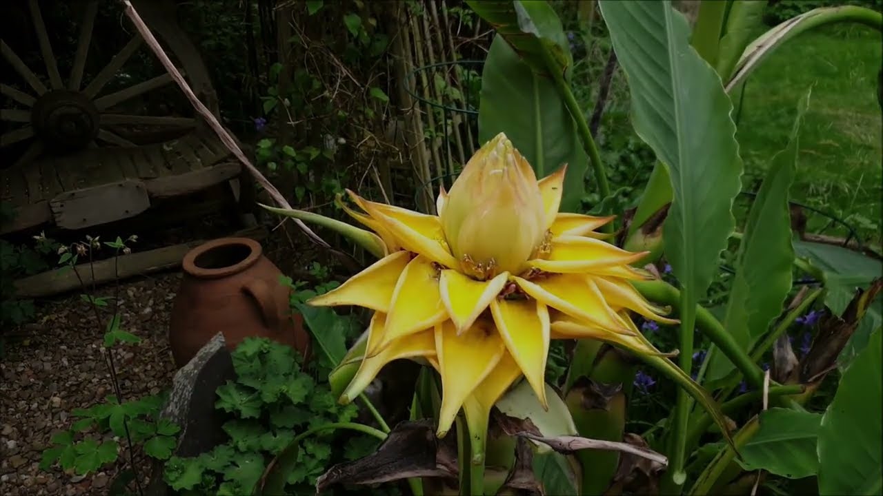 Propagating A Pup From A Banana Plant (Musa Basjoo)