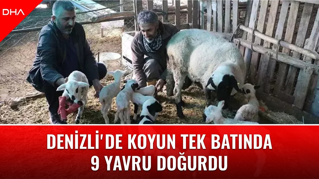 Denizli'de koyun tek batında 9 yavru doğurdu