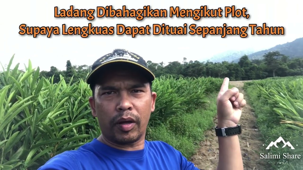 PENANAMAN LENGKUAS SECARA KOMERSIL | FOOD SUSTAINABILITY | PERTANIAN ADALAH SUATU PERNIAGAAN