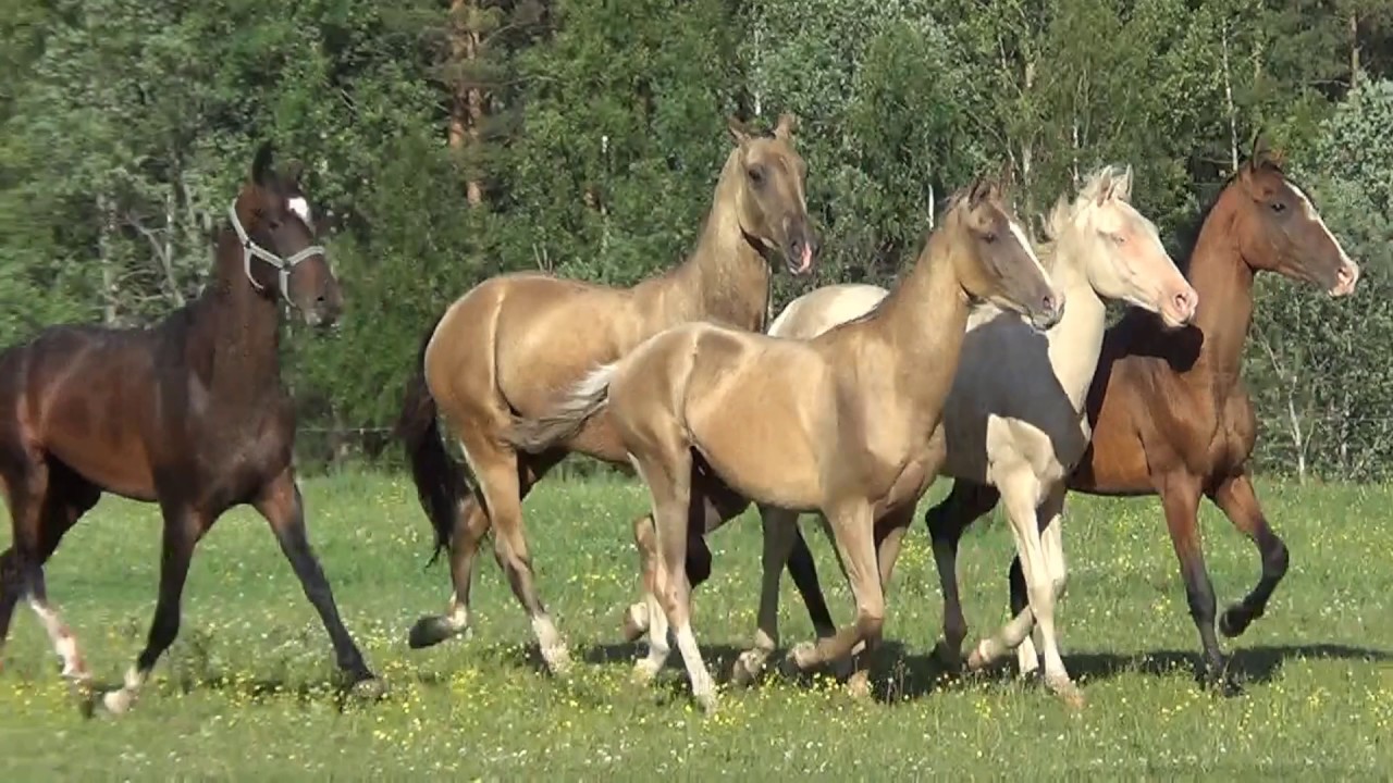 Akhal-Teke Salgym