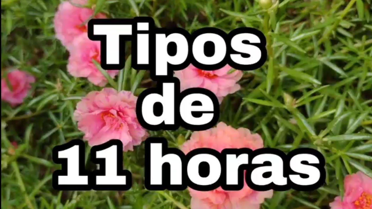 TIPOS DE 11 HORAS.