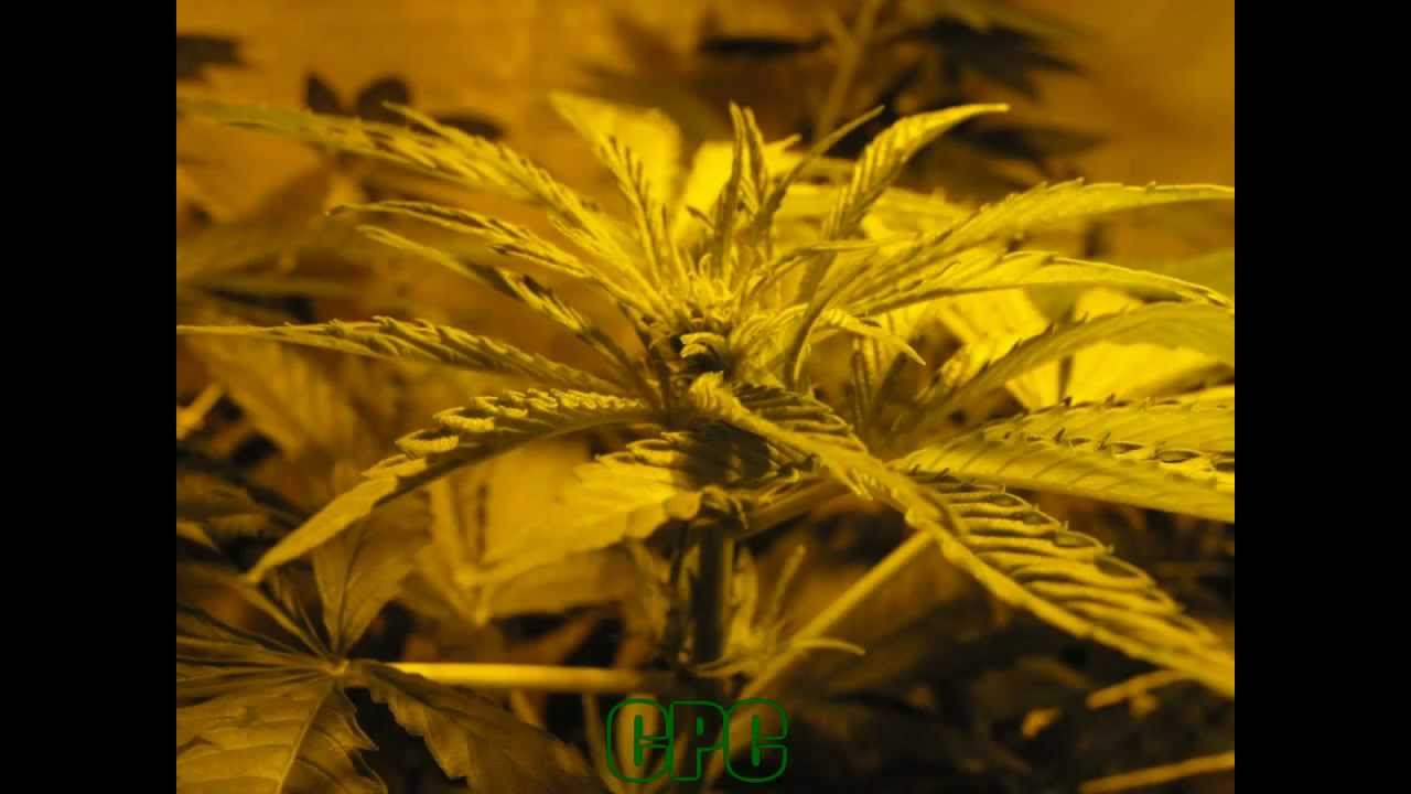 Master Kush - Jurnal 04