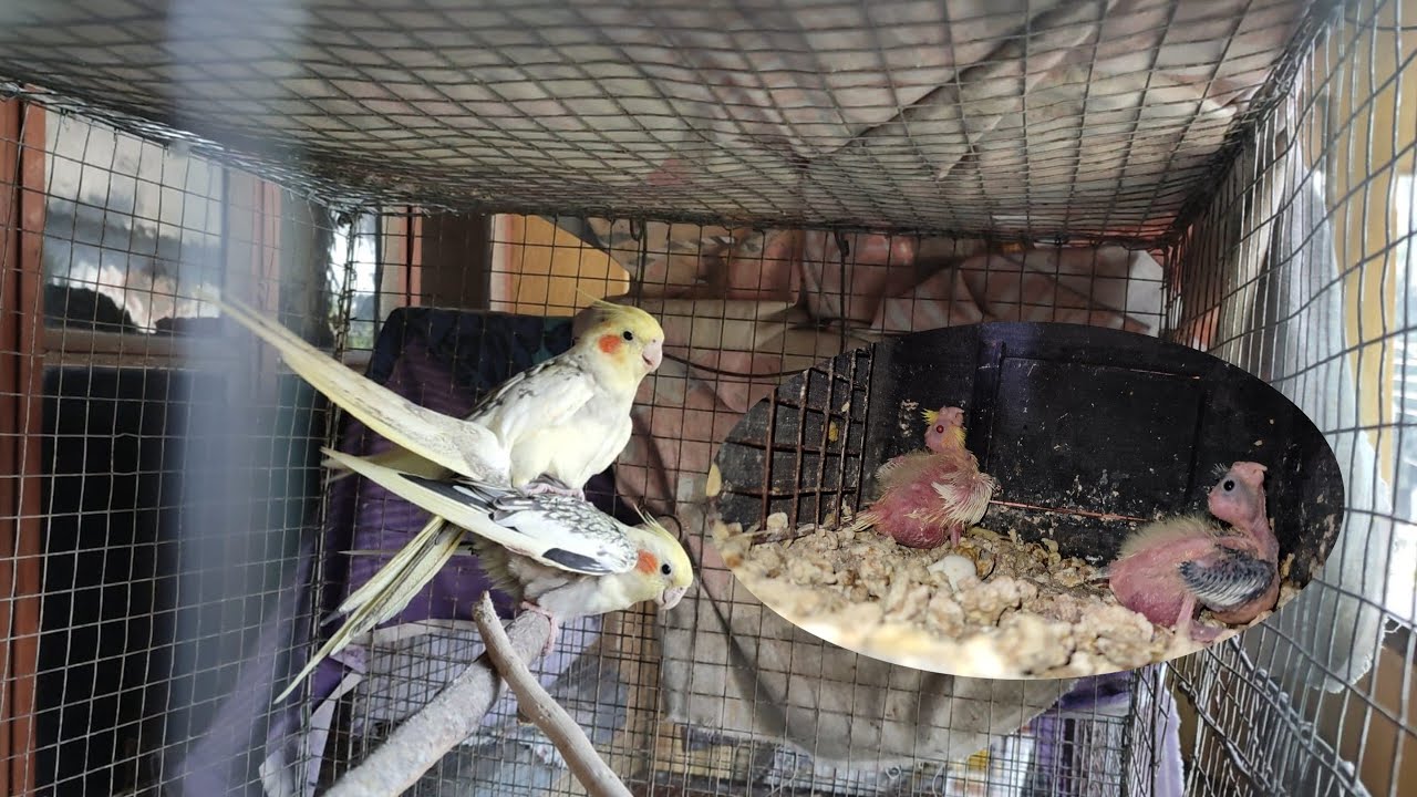 Cockatiel successful breeding tips|Cockatiel chicks.