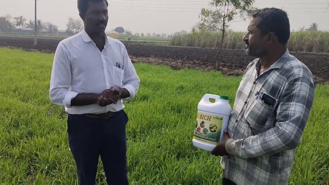 गहू पिकाला जबरदस्त फुटवे... बोरीफाटा मांजरी 