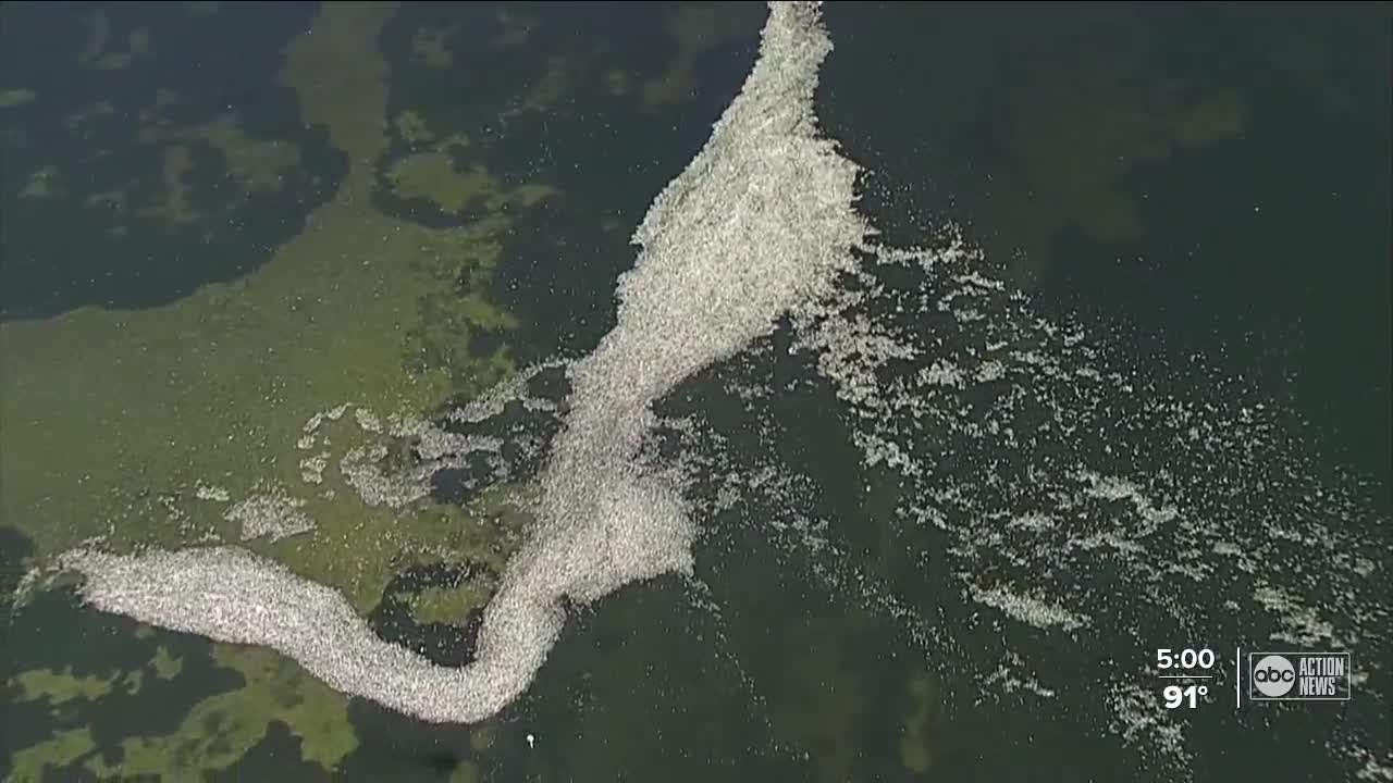 15,000 dead fish collected in St. Pete in last 24 hours due to red tide