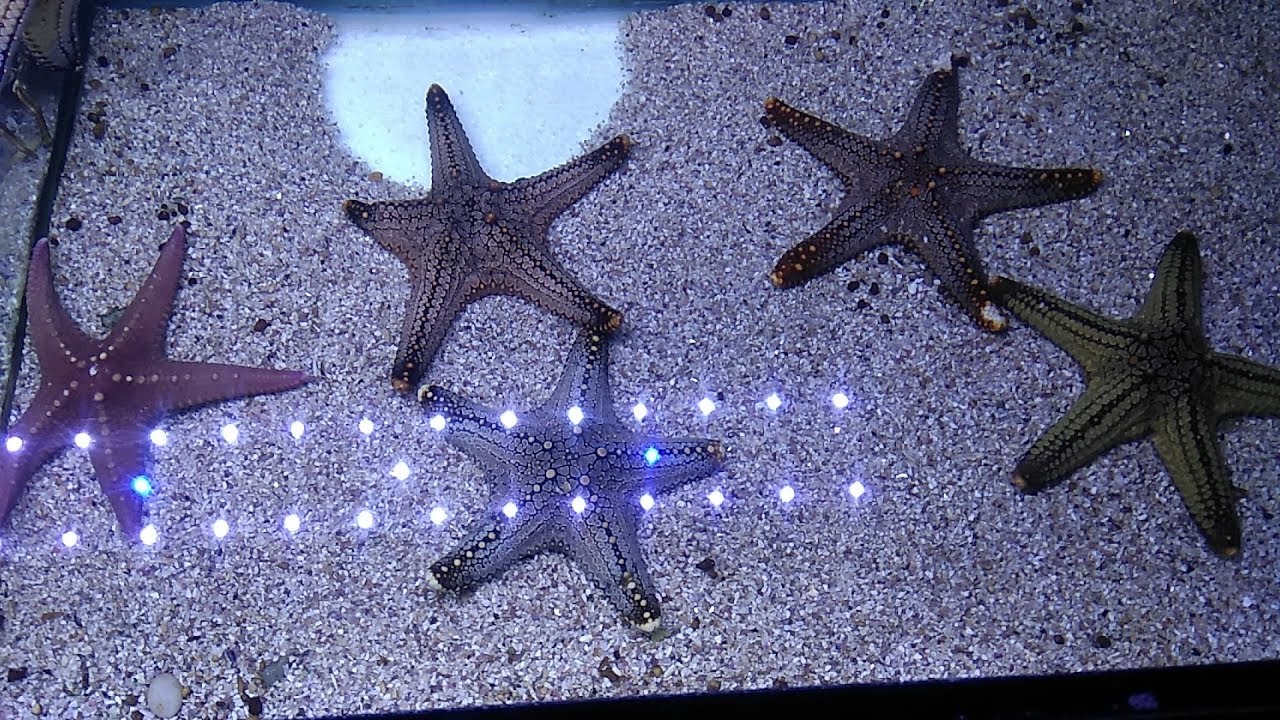 Sea Fish Aquarium - Chennai Mahabalipuram | Mamallapuram |India| Tamilnadu | Chennai Tourist Places