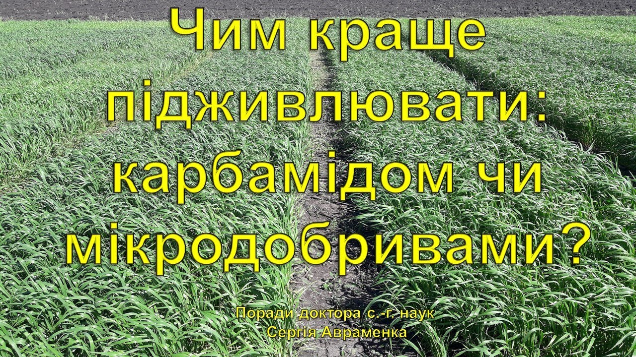 Чим краще підживлювати позакоренево: карбамідом або мікродобривами?