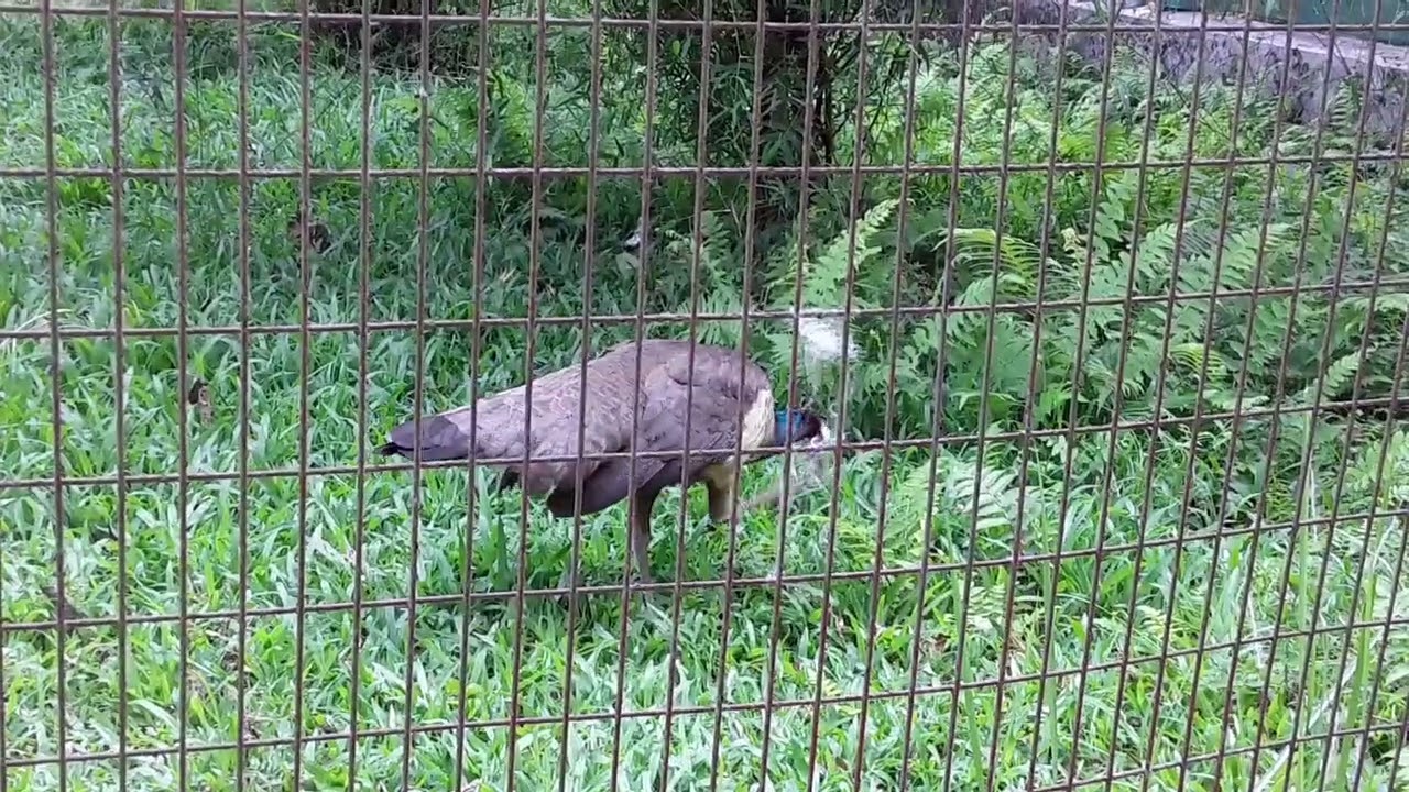 Rasikbill mini zoo