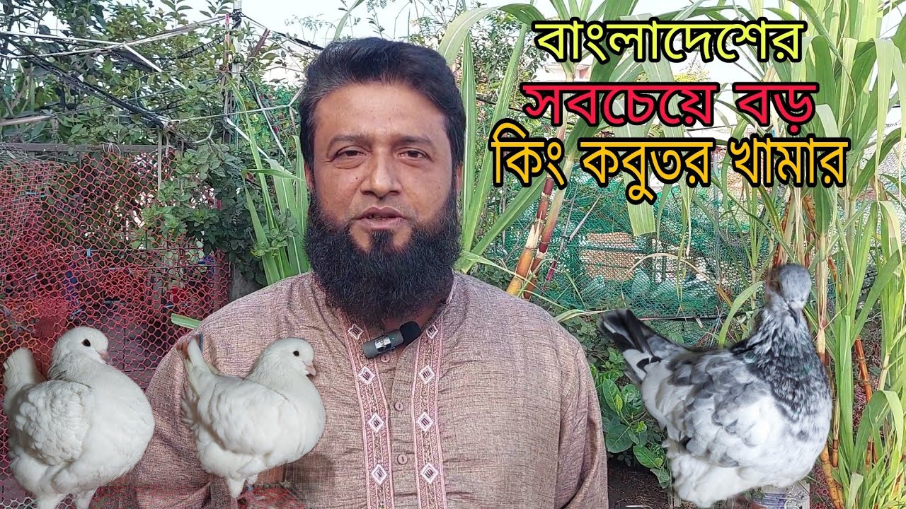 বাংলাদেশের সব চেয়ে বড় কিং কবুতর খামার। Biggest King pigeon farm in Bangladesh.