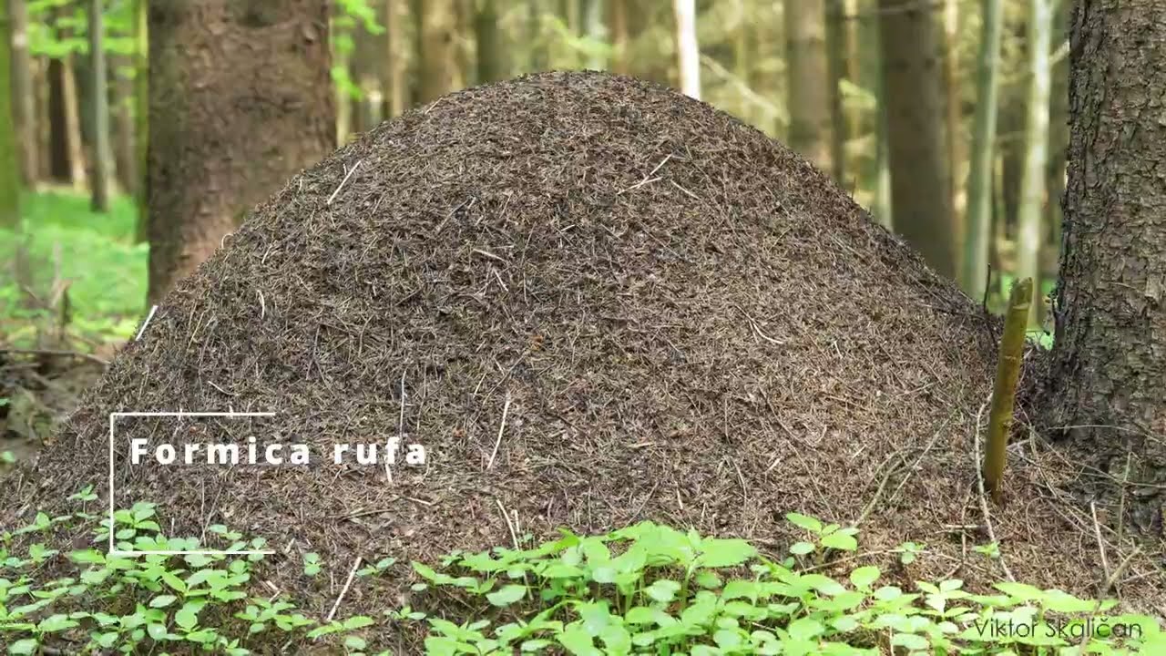 MRAVCE - vojna a mier