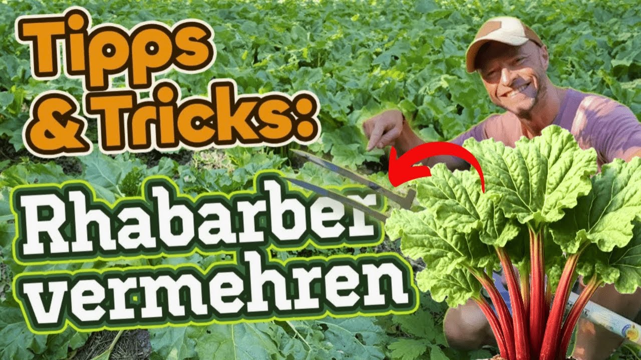 Erfolgreich Rhabarber teilen & vermehren! (Zeitpunkt, Tipps, Anleitung)