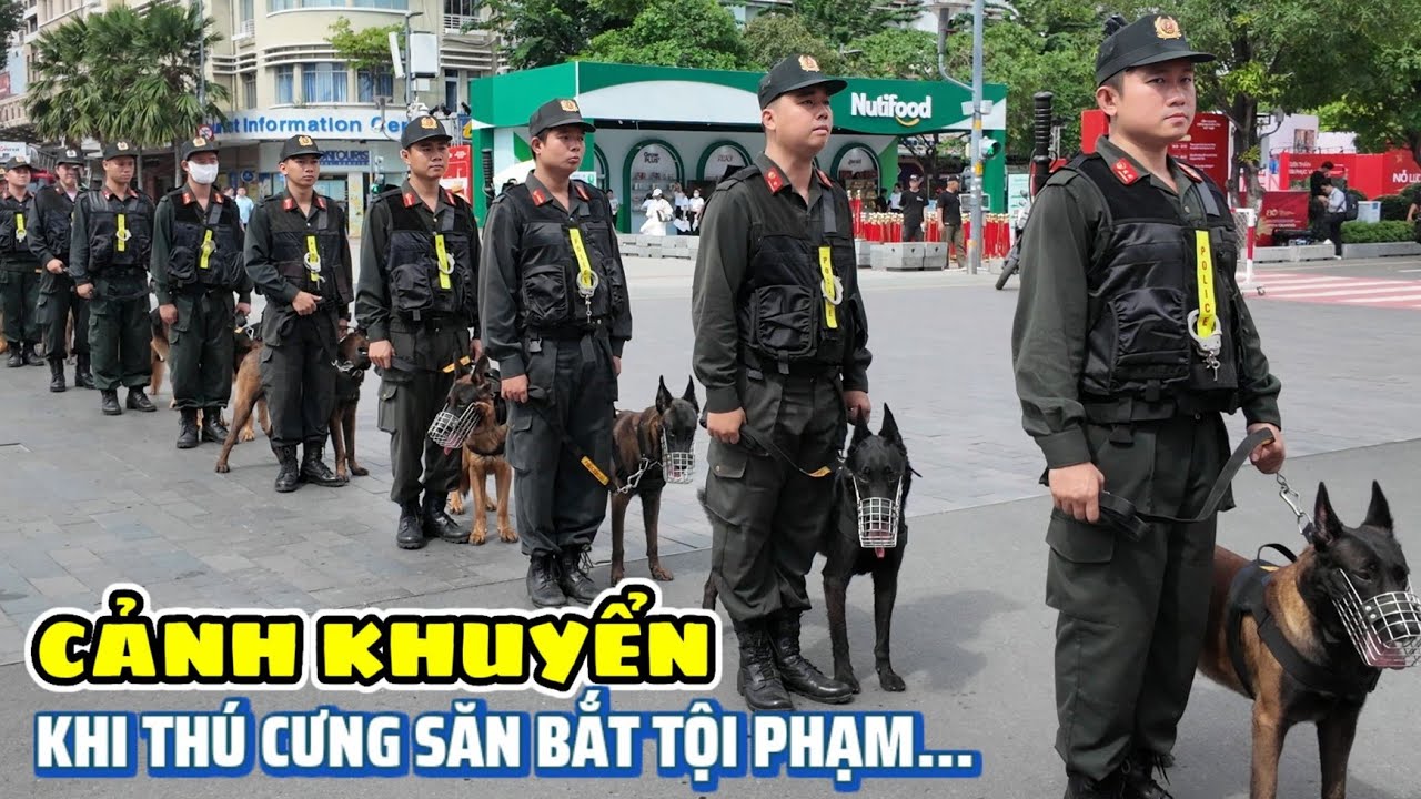 Đội chó nghiệp vụ của Cảnh Sát Cơ Động trình diễn kỹ năng săn bắt tội phạm và đánh hơi tìm chất cấm