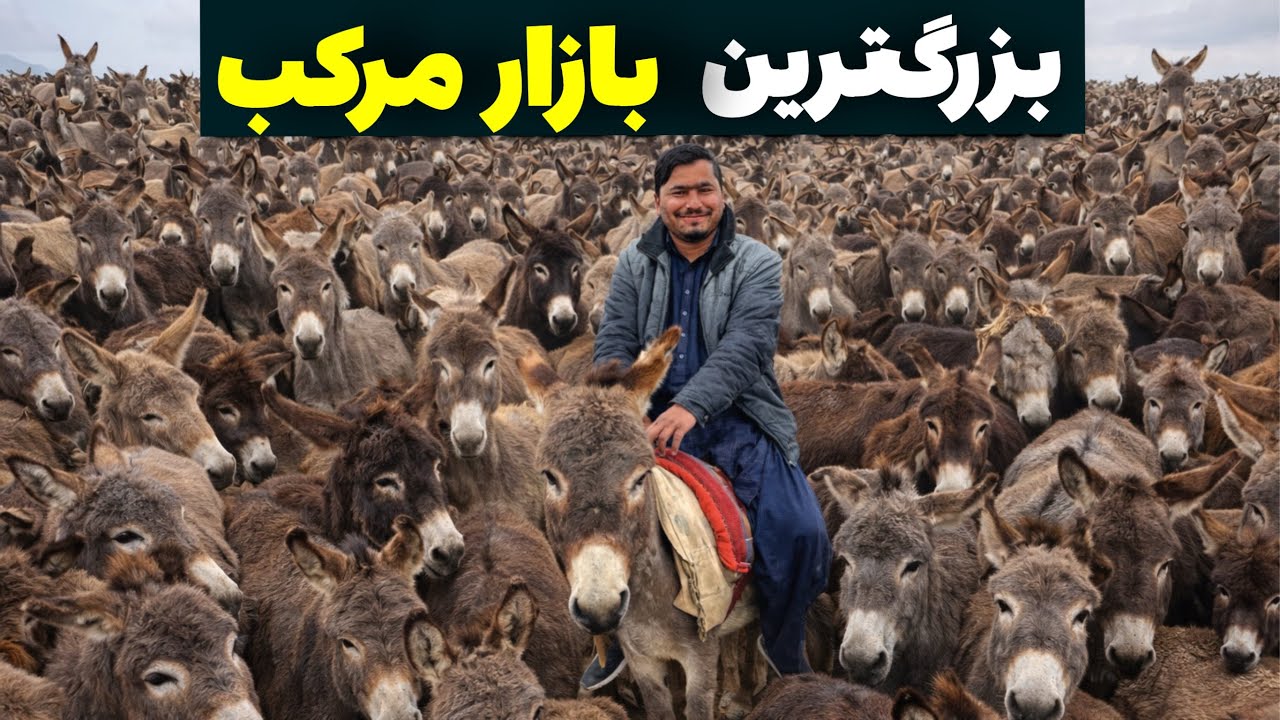بزرگ‌ترین بازار مرکب و نرخ نوای گاو گوساله بز و گوسفند|@OmarKhanKhatab 