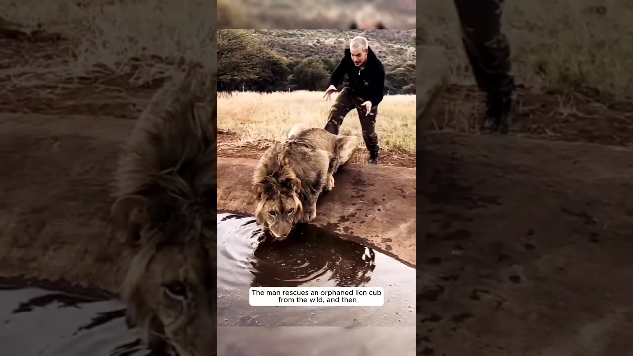 From Pain to Power &ndash; The Emotional Rescue of a Lion Cub#lion