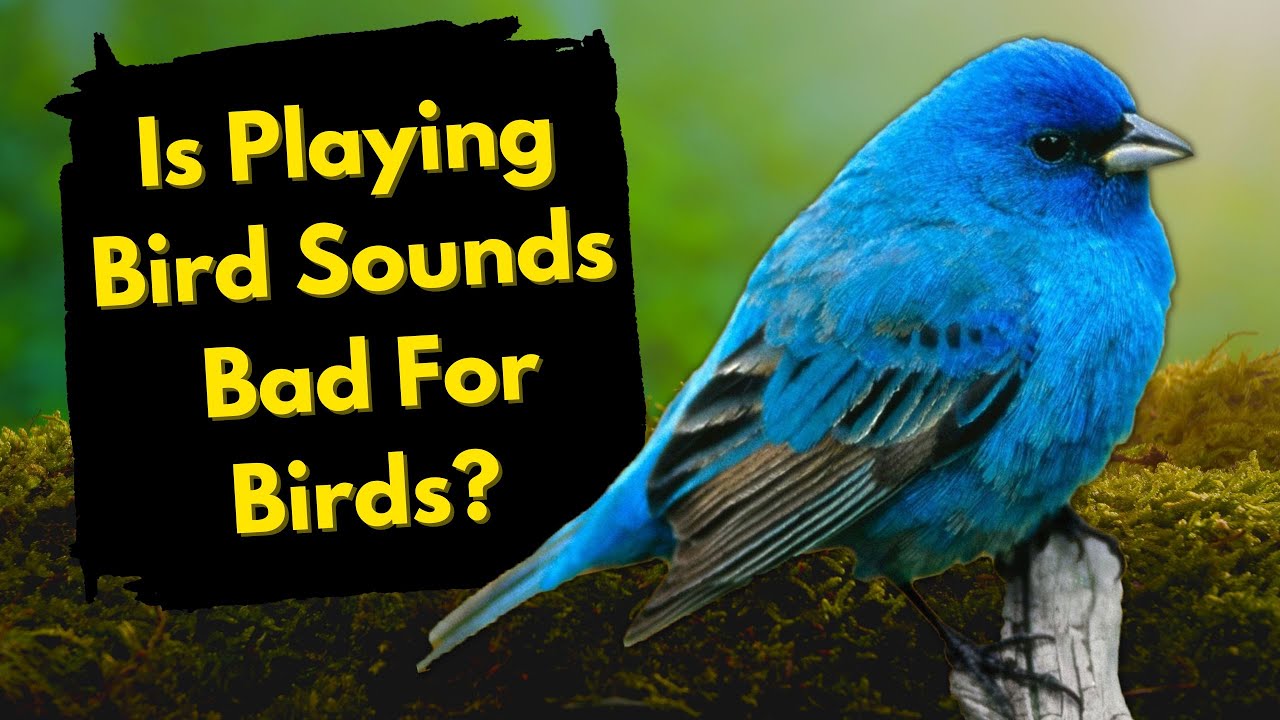 Is Playing Bird Sounds ACTUALLY BAD For Birds? (Important Bird Watching Science!)