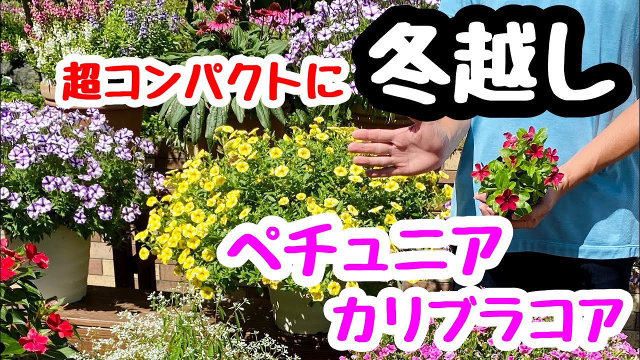 ■冬越し『その手があったか』❣️ペチュニア・カリブラコア🌱春夏のお花の冬越し。