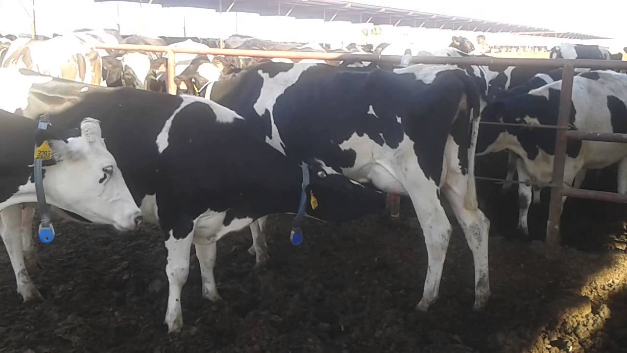 Vaca mamona literal