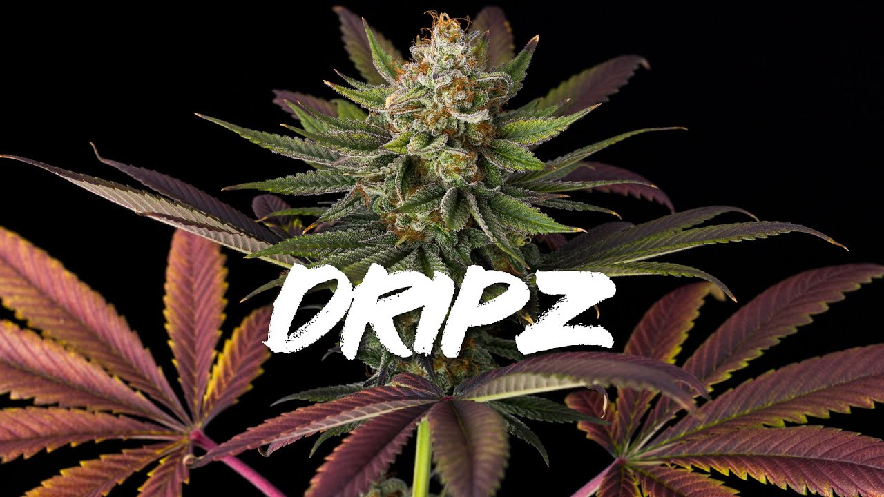 Dripz, Watermelon Emoji, Margies Magic, Gelato41 Harvest Time LIVE!