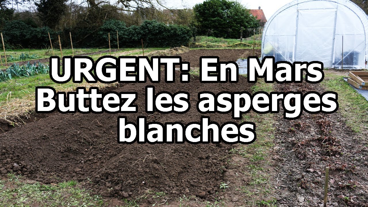Urgent:  en mars buttez les asperges blanches