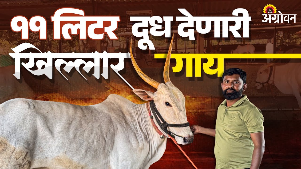 11 लीटर दूध देणारी खिलार गाय | Khillar Cow milk | Dairy Business | Farmer Success Story