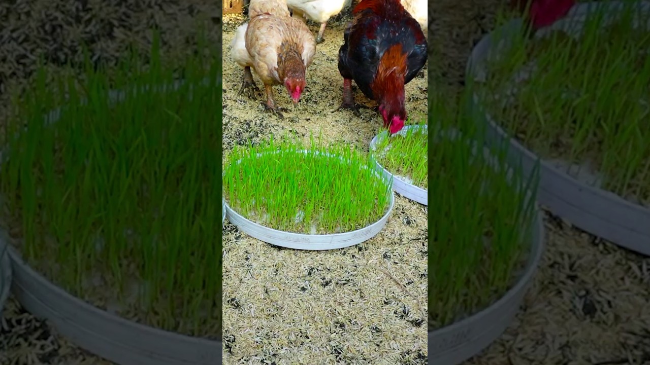 Growing Young Rice As Feed For Egg Laying Chickens