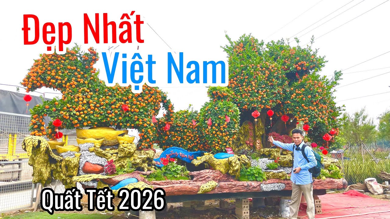 QUẤT TẾT 2026 : Vườn Quất Cảnh Tiền Tỉ Đẹp Nhất Việt Nam Văn Giang, Hưng Yên
