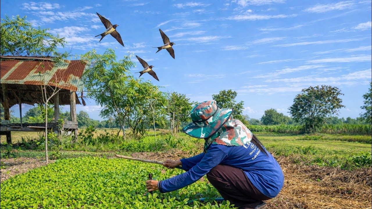 รดน้ำผัก🥬🥬Taking care of the vegetables we planted, in the peaceful atmosphere of the rice fields.” 
