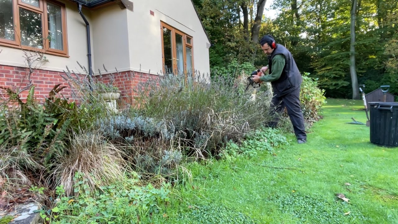 Tidying up a messy overgrown border and moving a beech tree 🌳 😀