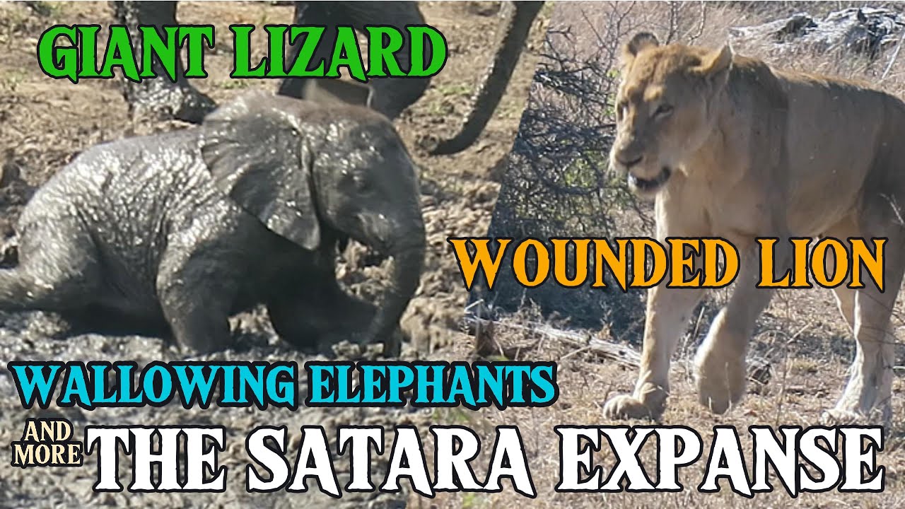 Giant Lizard, Wallowing elephants , A Wounded Lion And More In The Satara Area