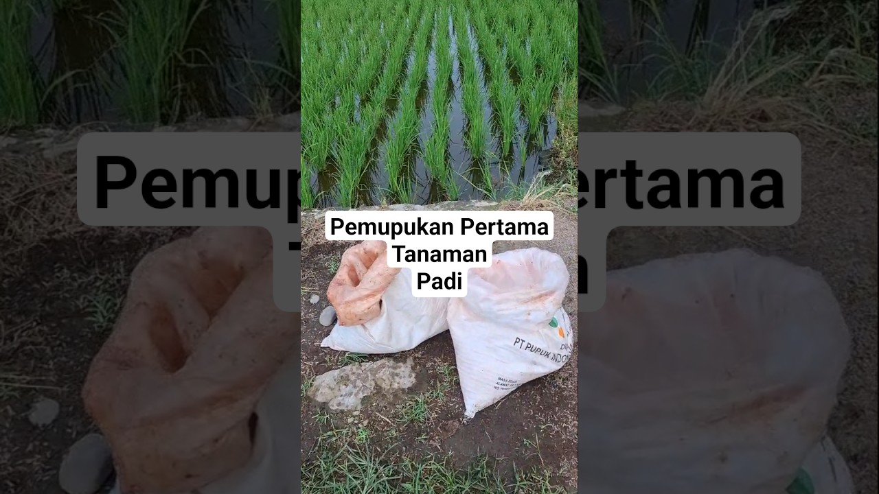 Ini Cara Pemupukan Pertama Pada Tanaman Padi Sawah #pemupukan #tanaman #padi #youtubeshorts