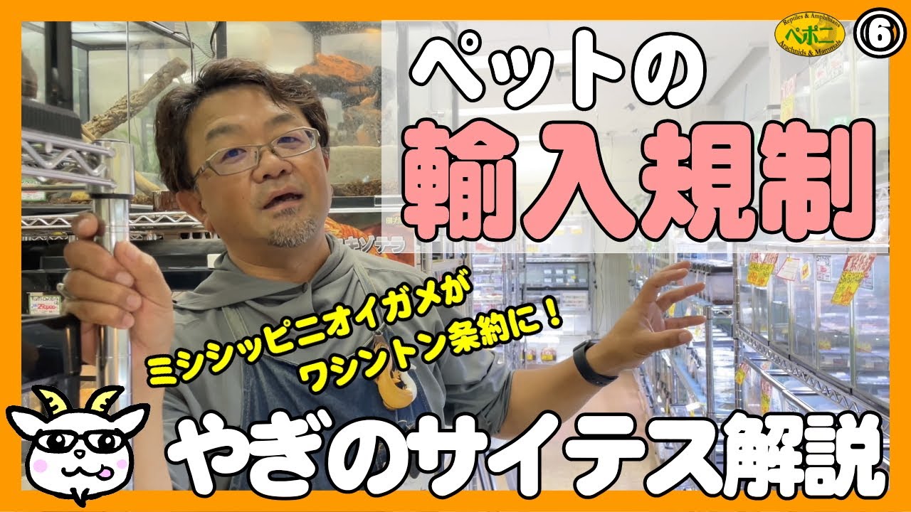 【爬虫類】ワシントン条約と輸入規制について、やぎのへやで解説します。