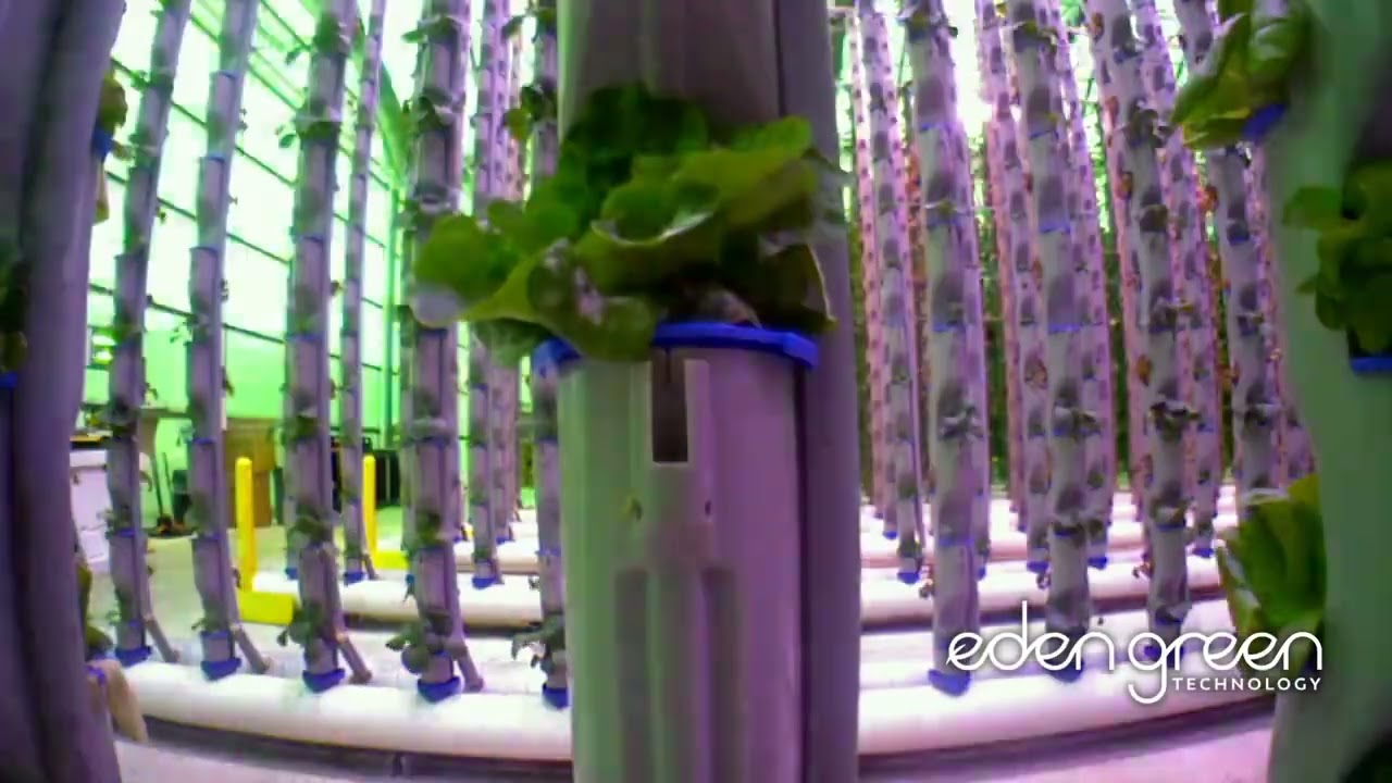 Hydroponic Green Oak Timelapse from a Vertical Farm