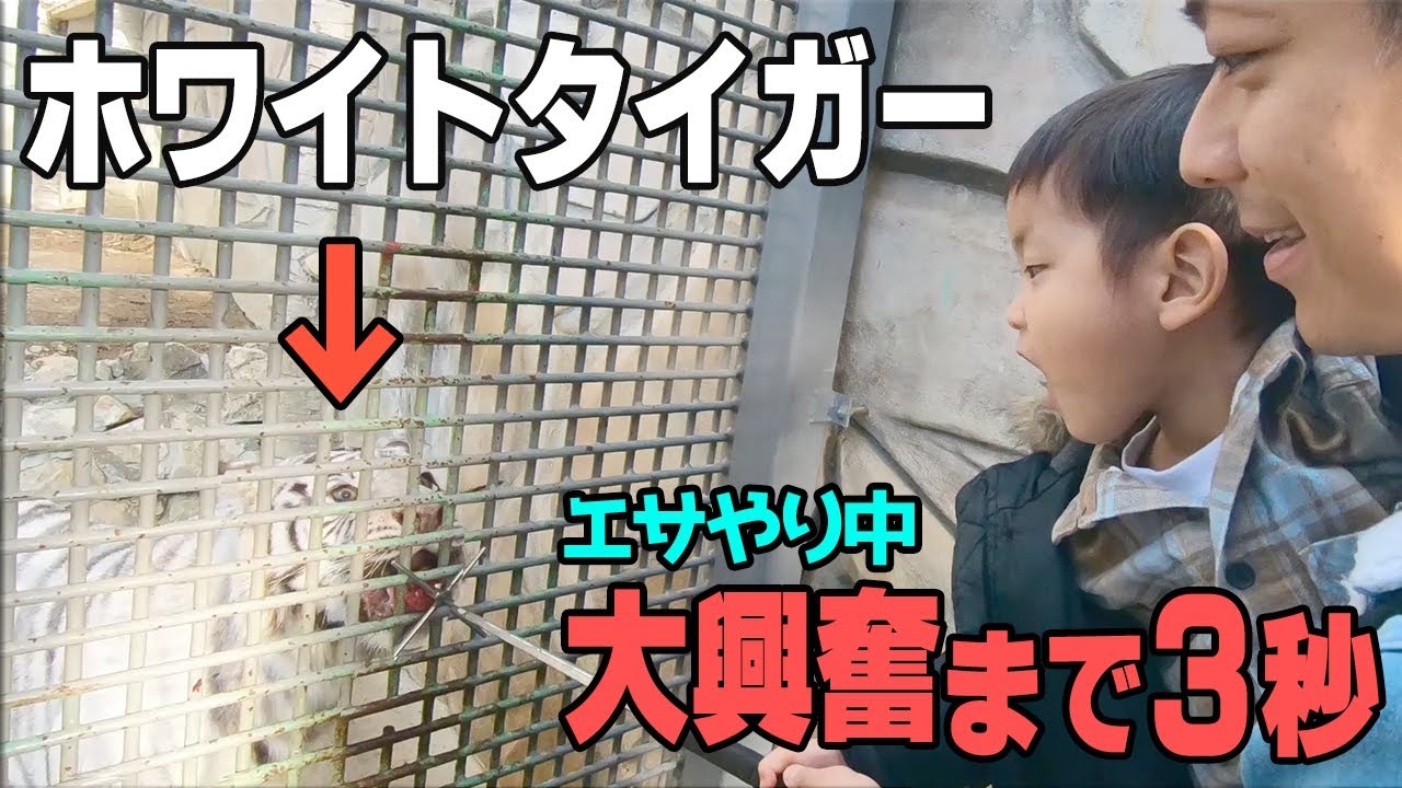【姫路セントラルパーク】ホワイトタイガーのエサやりに大興奮！