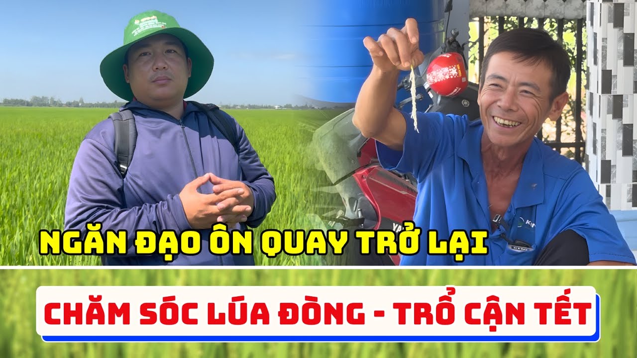 Chăm Sóc Lúa Đòng - Trổ Cận Tết| Ngăn Đạo Ôn Quay Trở Lại