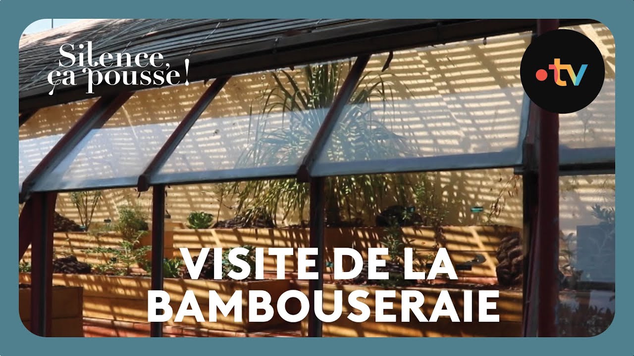Visite de la bambouseraie - Silence ça pousse !