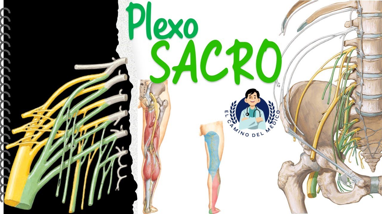 Plexo Sacro ‐ Fácil y didáctico