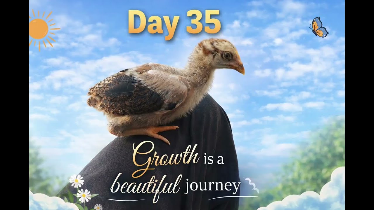 Aseel Chicks day 35 | Aseel lovers | How to grow your Aseel chicks day by day #aseellovers 