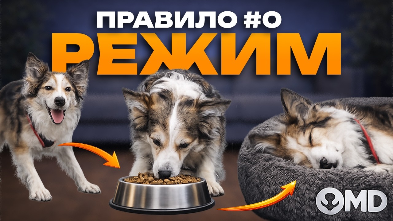 Правильный режим дня со щенком: когда заниматься, кормить и отдыхать