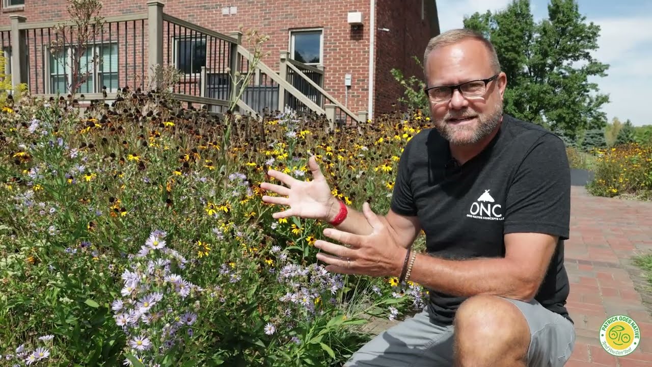 Collecting Seeds from Native Plants | Smooth Blue Aster