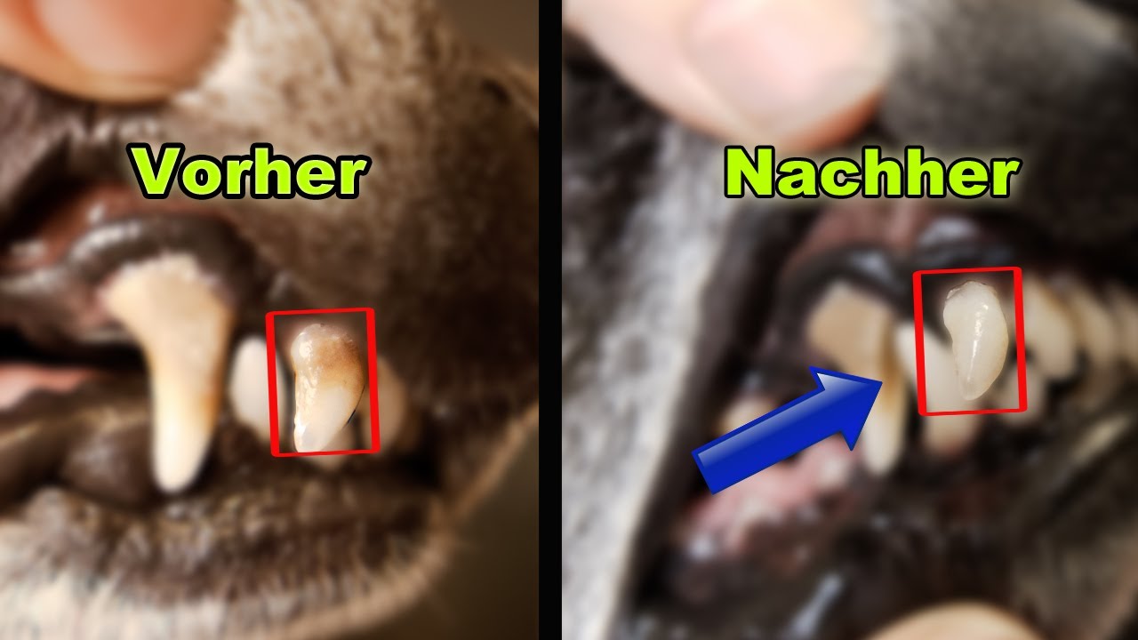 ZAHNSTEIN BEIM HUND SELBER ENTFERNEN - GANZ EINFACH MIT EINEM ULTRASCHALL ZAHNREINIGER ! | FACTOREM