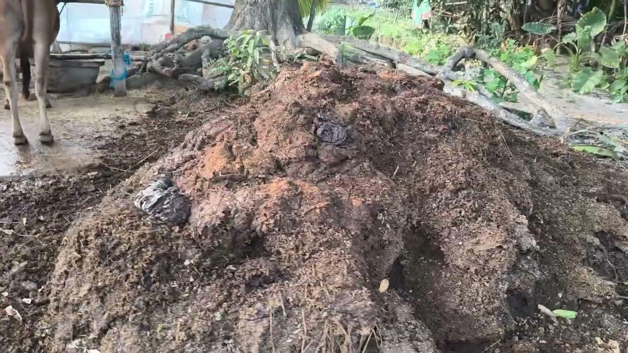 সুন্দর শান্ত গ্রামীণ পরিবেশ | গৃহপালিত পশু ও গ্রামের জীবন | Beautiful, peaceful rural environment