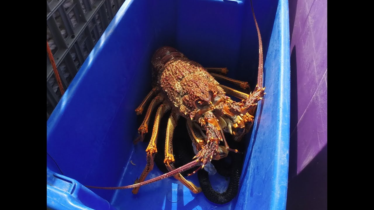 Professional Crayfishing for Southern Rock Lobster