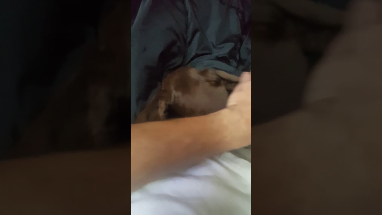 Stroken the Weiner 