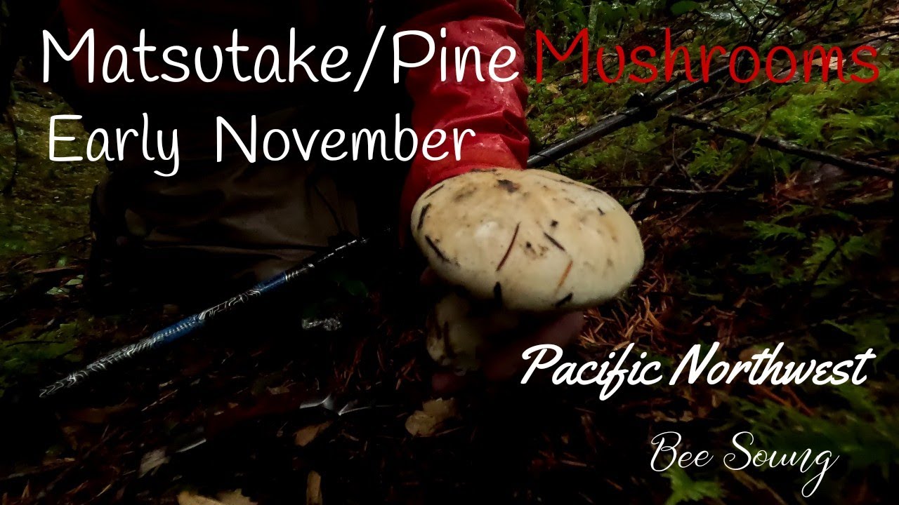 Finding Matsutake (Pine) Mushrooms in November | Gifford Pinchot National Forest