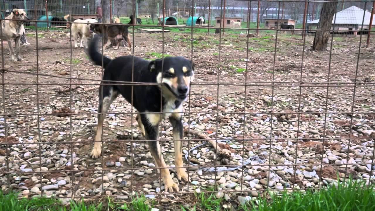 Die Challenge - ProDogRomania e.V. im Bucov Tierheim Ploiesti/ Rumänien