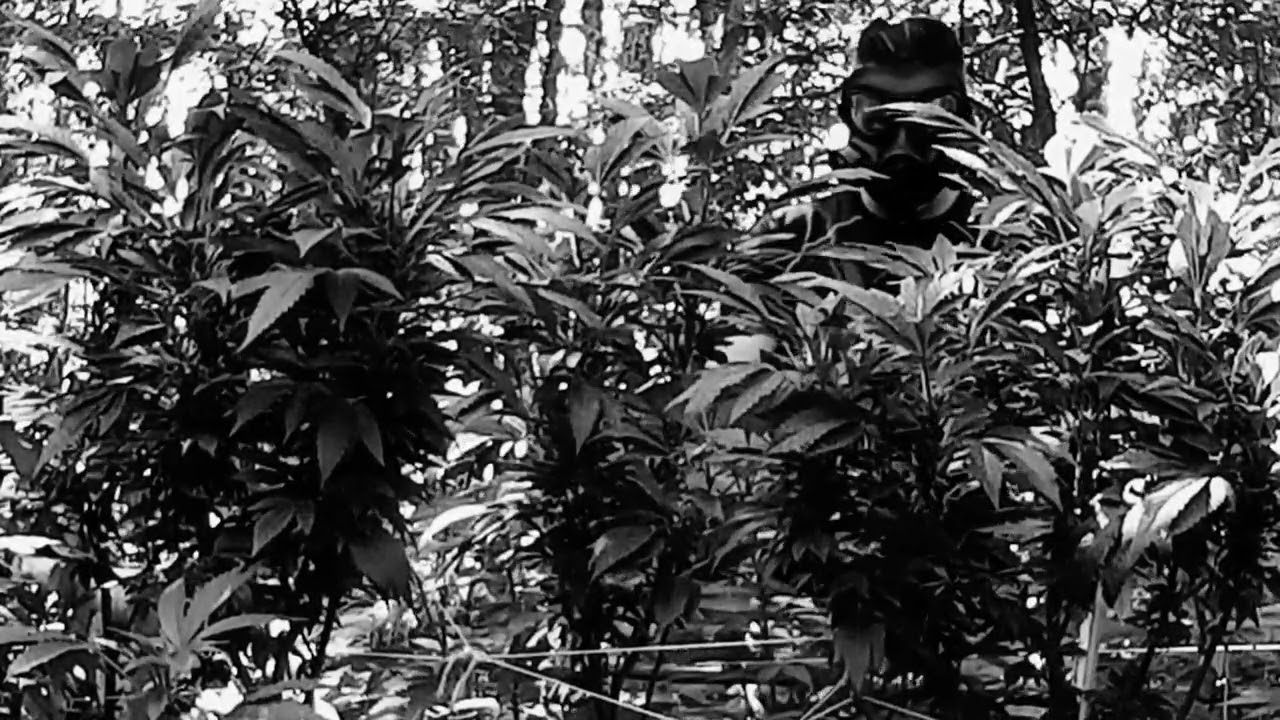 KUSHCRAFT in the RAW