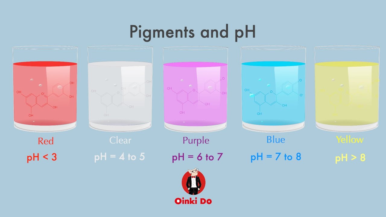 Color Changing Cabbage: 02 Pigments and pH