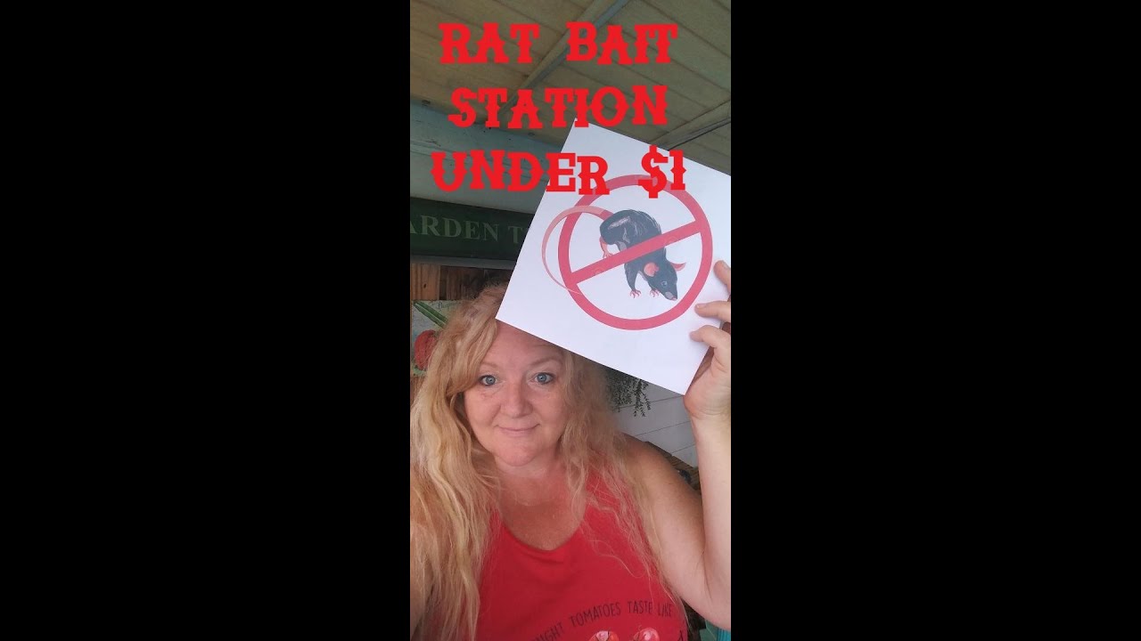 DIY Rat Bait Station under $1