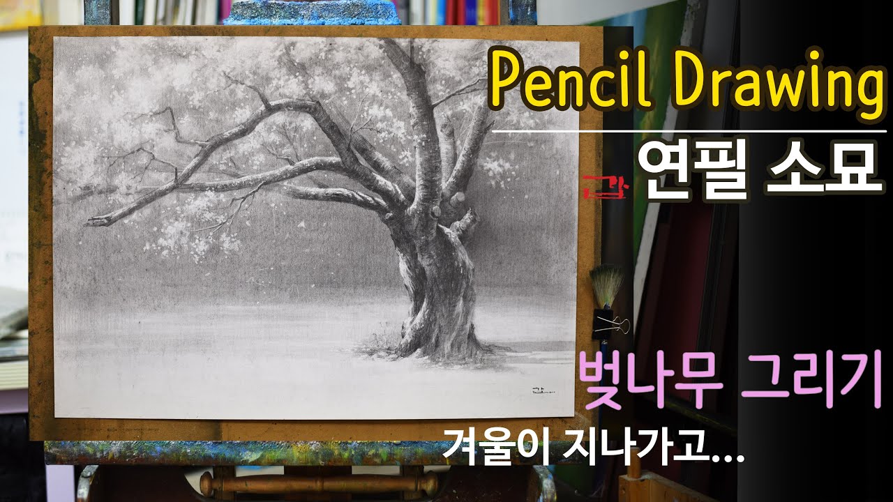 벚나무 그리기 / 연필 소묘 / 벚꽃 축제
