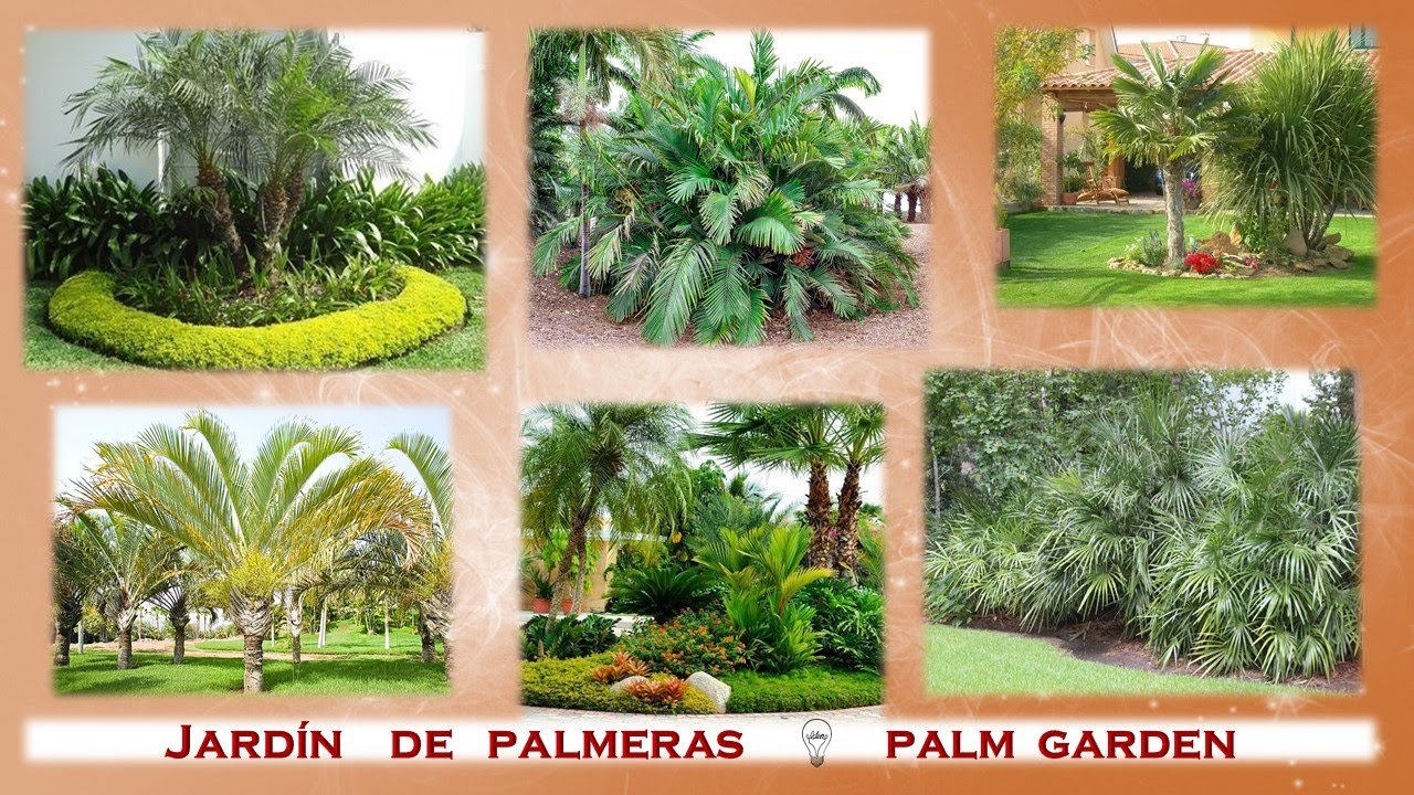 Jardin de Palmeras 🌴 Palm Garden 🌴🌴